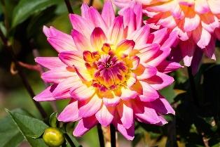 Cheshire Newsletter flower photo