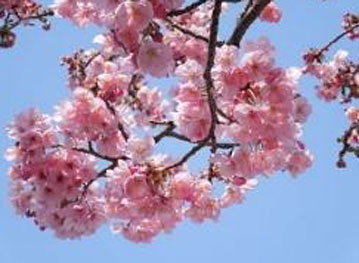 Cheshire Newsletter flower photo