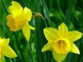A small photo of daffodils