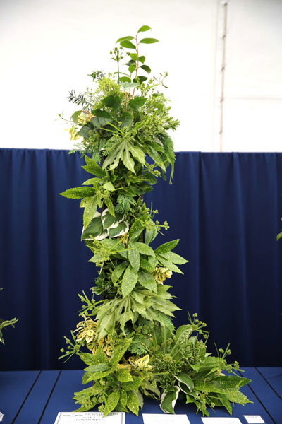 A Flower Clubs of Cheshire  entry in the Verdant Symphony class of the Royal County Cheshire Show 